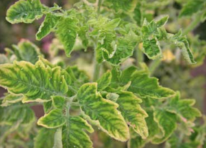 TYLCV: clorosi interveinale e coppettazione di lembi. Nota l'infestazione da mosche bianche. (Per gentile concessione di Bill Wintermantel, Dipartimento dell'Agricoltura degli Stati Uniti, Servizio di ricerca agricola)