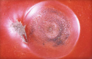 Lesione del frutto con sviluppo di anelli concentrici. (Per gentile concessione della Clemson University - Serie di diapositive per l'estensione cooperativa del Dipartimento di agricoltura degli Stati Uniti, Bugwood.org)