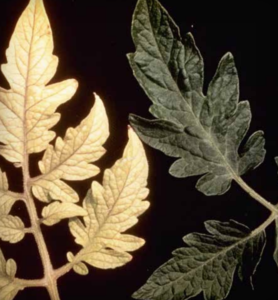 Carenza di azoto: le foglie più vecchie diventano clorotiche poi necrotiche.