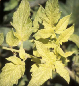 Sospetta carenza di ferro: ingiallimento fogliare. (Per gentile concessione di Gerald Holmes, California State University, San Luis Obispo, Bugwood.org)