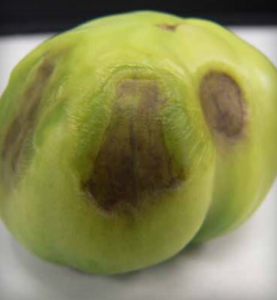 Carenza di calcio: marciume apicale della parete laterale. (Per gentile concessione di Joshua Freeman, University of Florida, North Florida Research and Education Center)