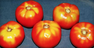 Carenza di potassio: spalla gialla. (Per gentile concessione di Gerald Brust, Università del Maryland, Centro di ricerca e istruzione del Maryland centrale)