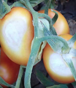 Sunscald: lavorazione del pomodoro