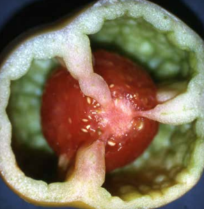 Gonfiore: loculo incompleto e sviluppo del gel.