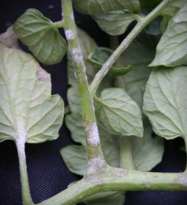 Oidium neolycopersici: foglie di piante suscettibili (a sinistra) e intermedio-resistenti (a destra).