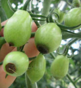 Lesioni marroni e coriacee che si sviluppano su frutti verdi immaturi. Notare l'assorbimento d'acqua del tessuto del frutto che circonda ogni lesione.