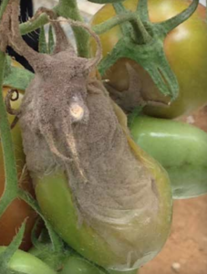 Frutto, calice e pedicello con sporulazione grigio-marrone.