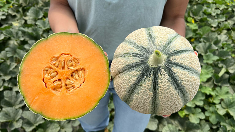 Acapella, melone Charentais Seminis per tutti gli areali italiani