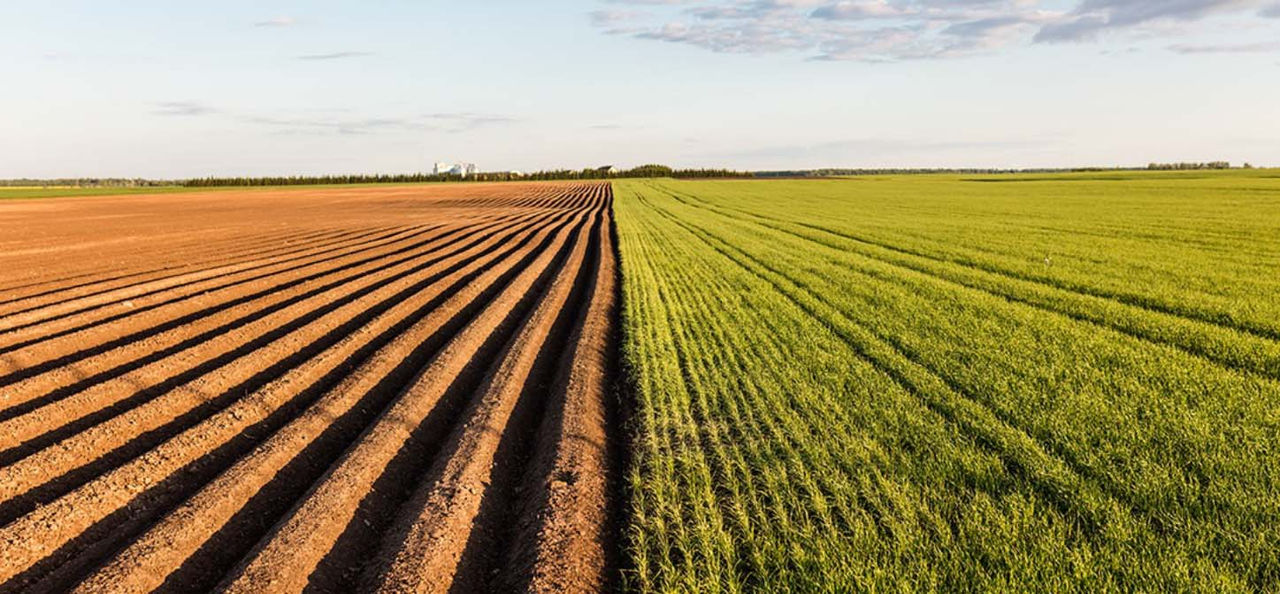 Innovazione nel melone