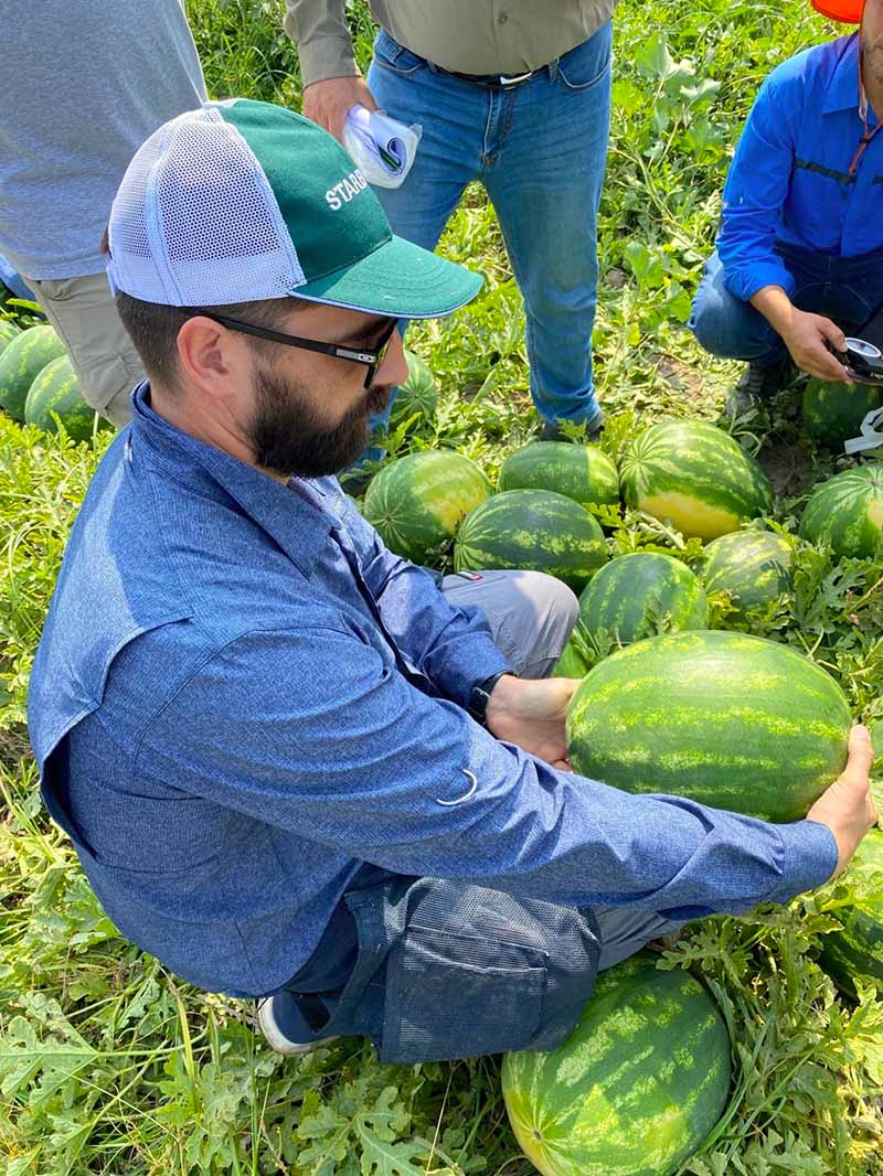 Anguria Seminis: Marco Napolitano breeder anguria Vegetables by Bayer