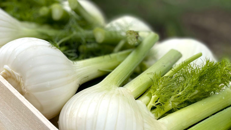 Finocchio: cosa ci insegna l’inverno 2026