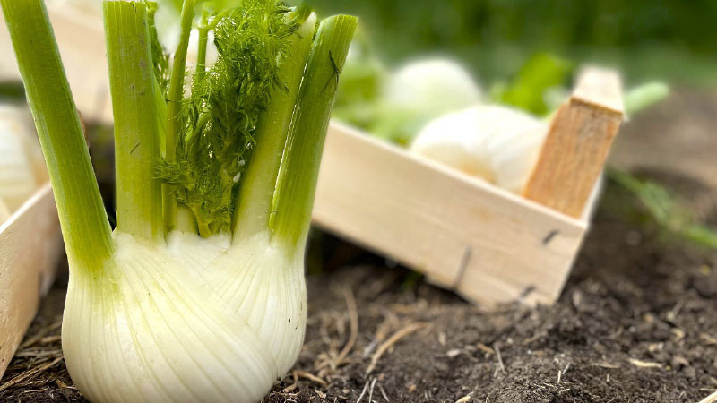 Belromeo: il finocchio autunnale, ideale per il packaging moderno