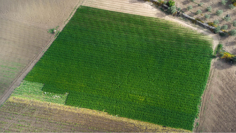 Campagna finocchio: il bilancio della stagione 2024-2025