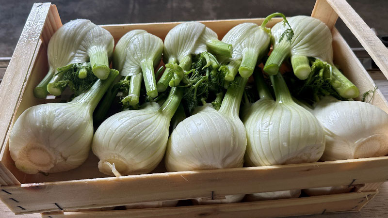 Finocchio invernale con un ciclo tardivo di 150-160 giorni