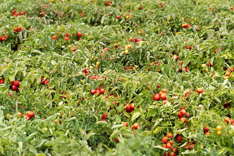 Pomodoro da industria Barrick | Seminis