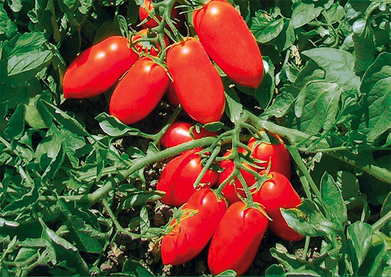 Pomodoro da industria Docet | Seminis