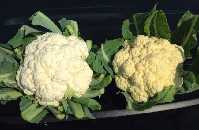 Cavolfiori precoci Curdivex della gamma Seminis