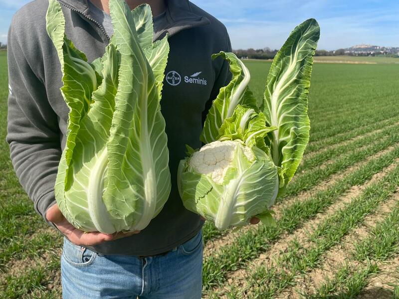 Cavolfiore Seminis varietà Carantic