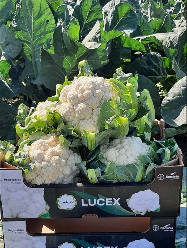 Cavolfiore Seminis Lucex