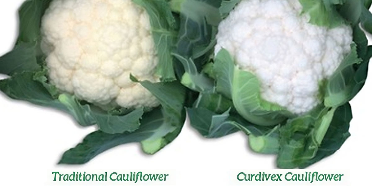 cavolfiore curdivex