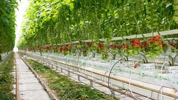 Coltivazione in serra pomodoro Seminis