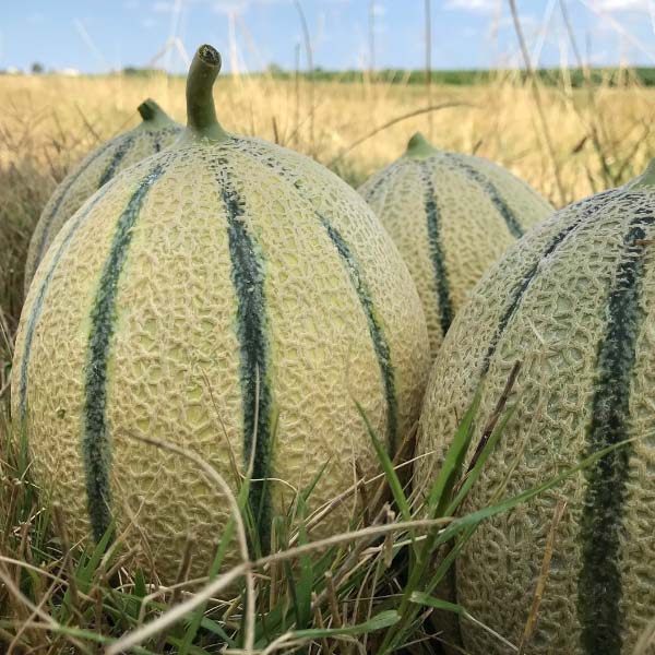 Melone Desiderio Seminis