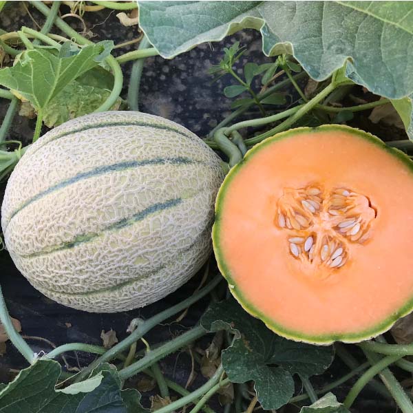 Melone Desiderio Seminis