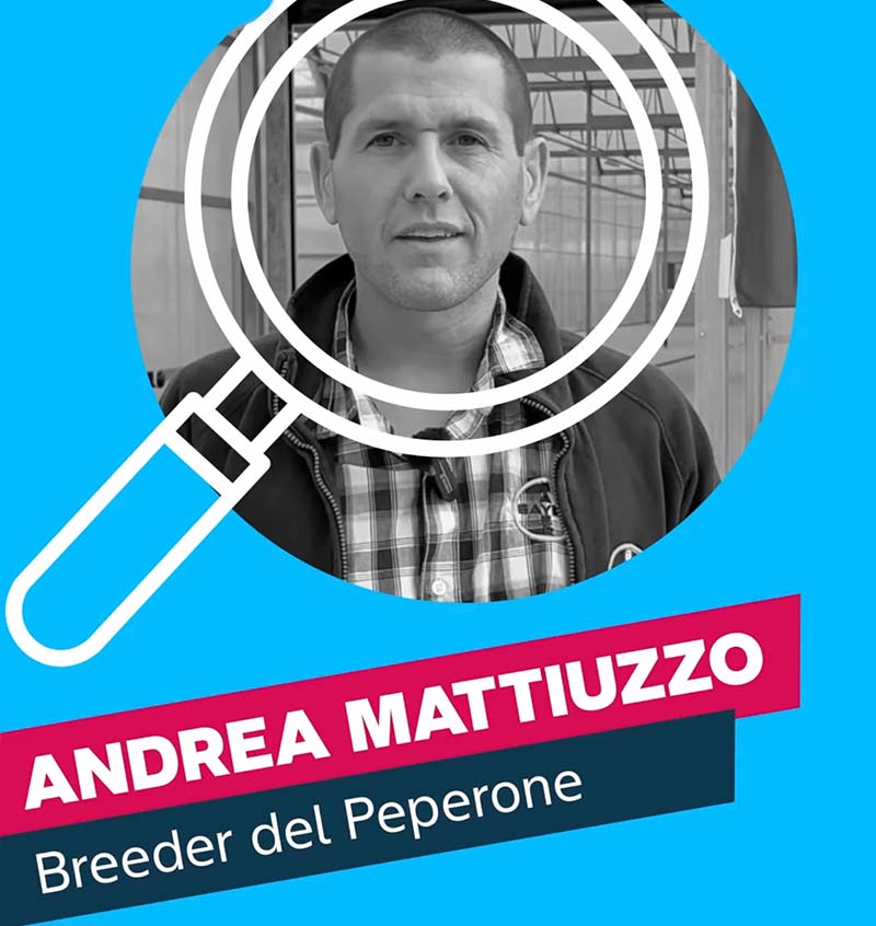 Andrea Mattiuzzo, Breeder del Peperone