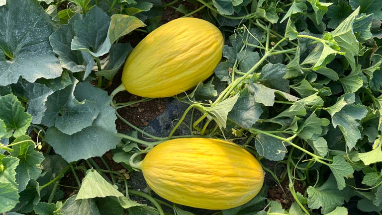 Mabrouka, gialletto precoce Seminis