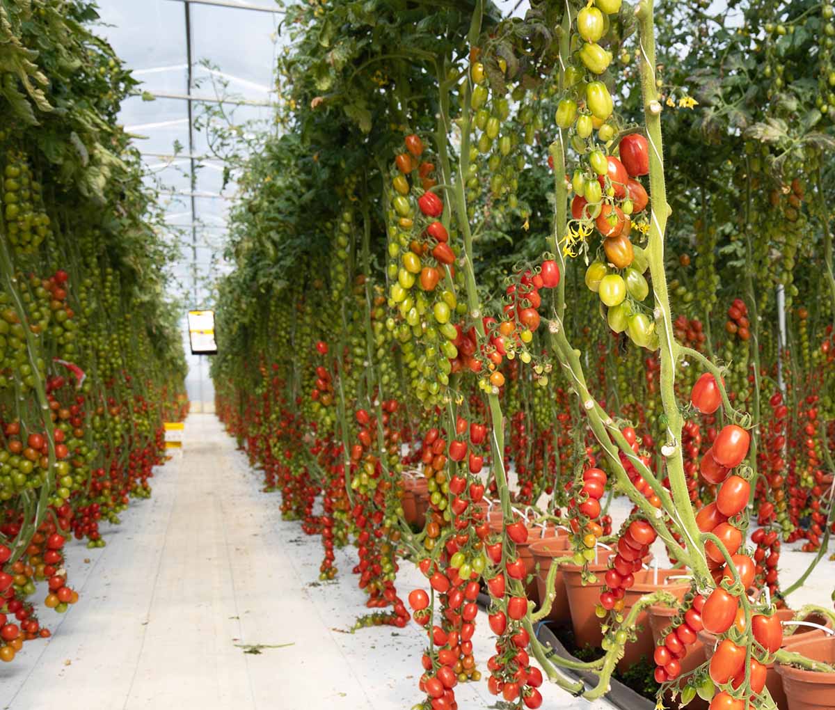 pomodoro maraskino