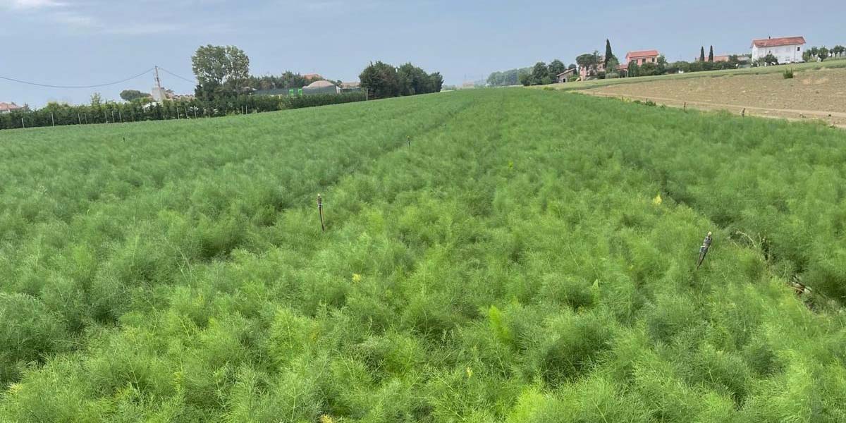 Nuovo finocchio Seminis Aristotele