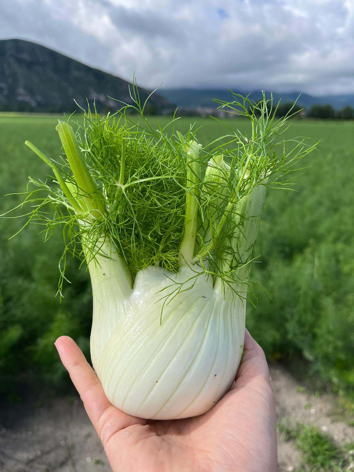 finocchio aristotele seminis