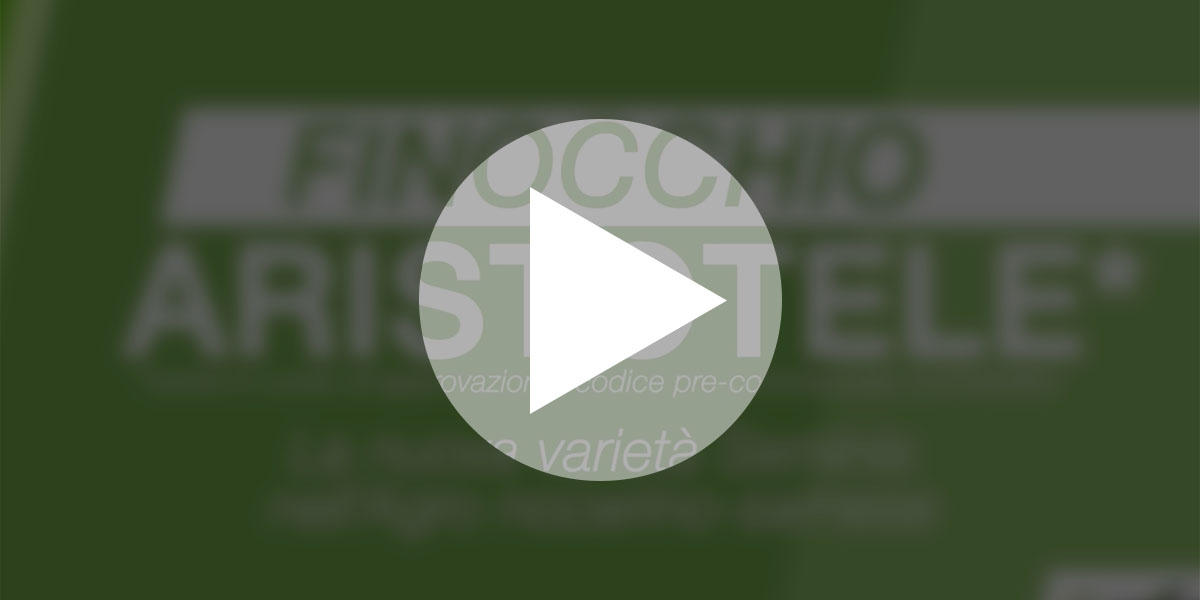 finocchio aristotele