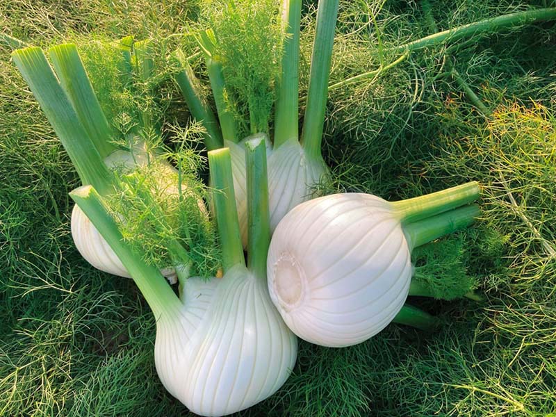 Finocchio Ottaviano Seminis