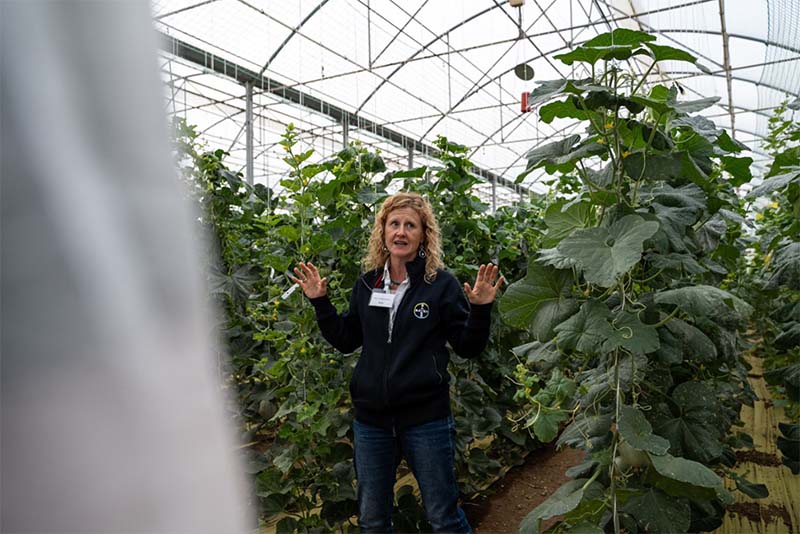 Nuova serra a tecnologia avanzata, futuro dell'agricoltura - Vegetables di Bayer