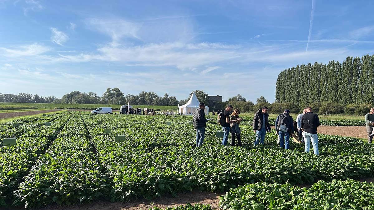 Tecnici e operatori visitano i campi prova di spinacio a Wageningen, nei Paesi Bassi