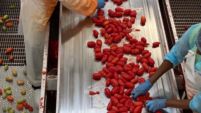 pomodoro da industria Vegetables by Bayer