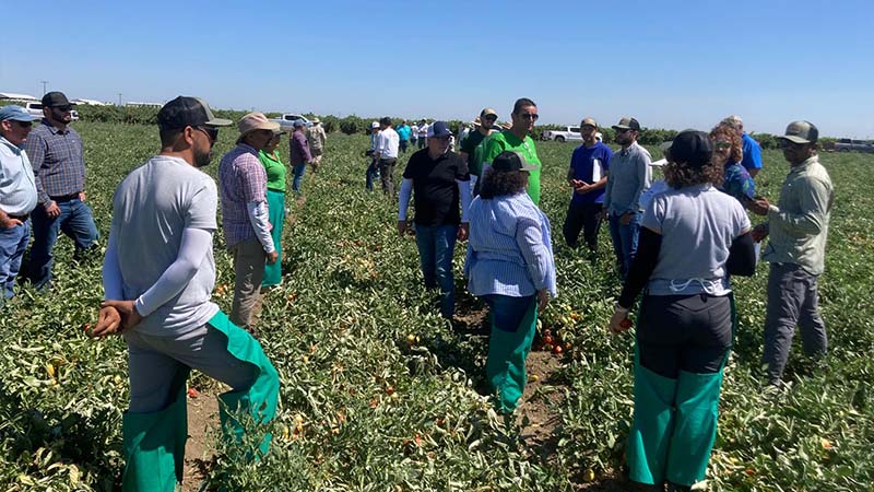 pomodoro da industria Vegetables by Bayer