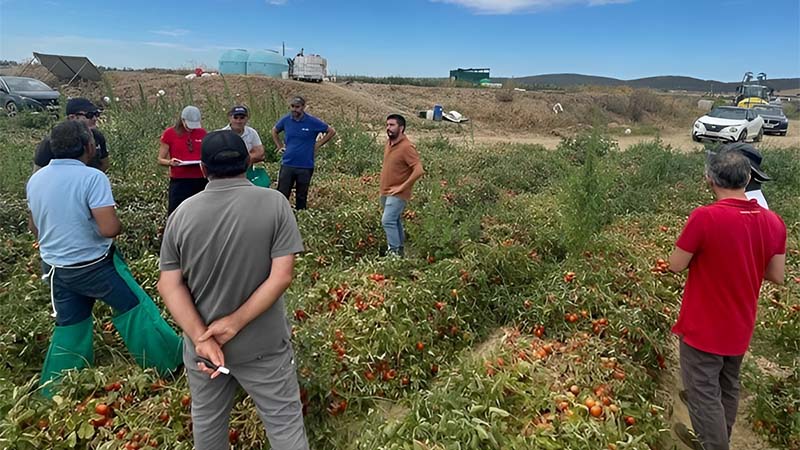pomodoro da industria Vegetables by Bayer
