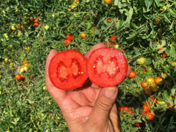 Il pomodoro da industria Seminis SV8840TM (TSWV)