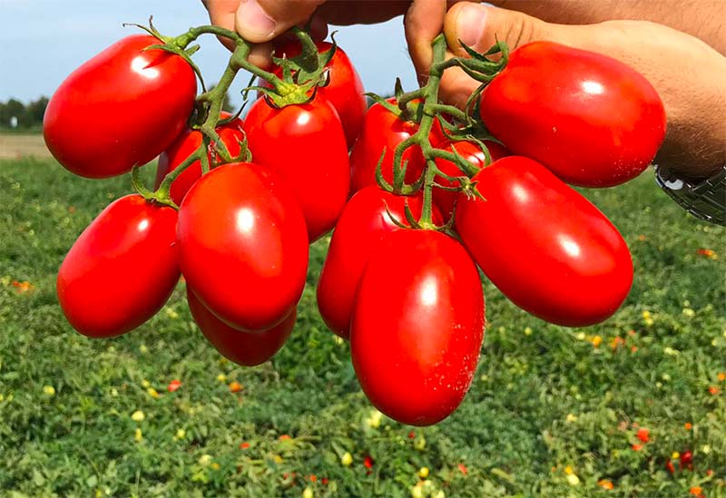 Il pomodoro da industria Incipit (TSWV)