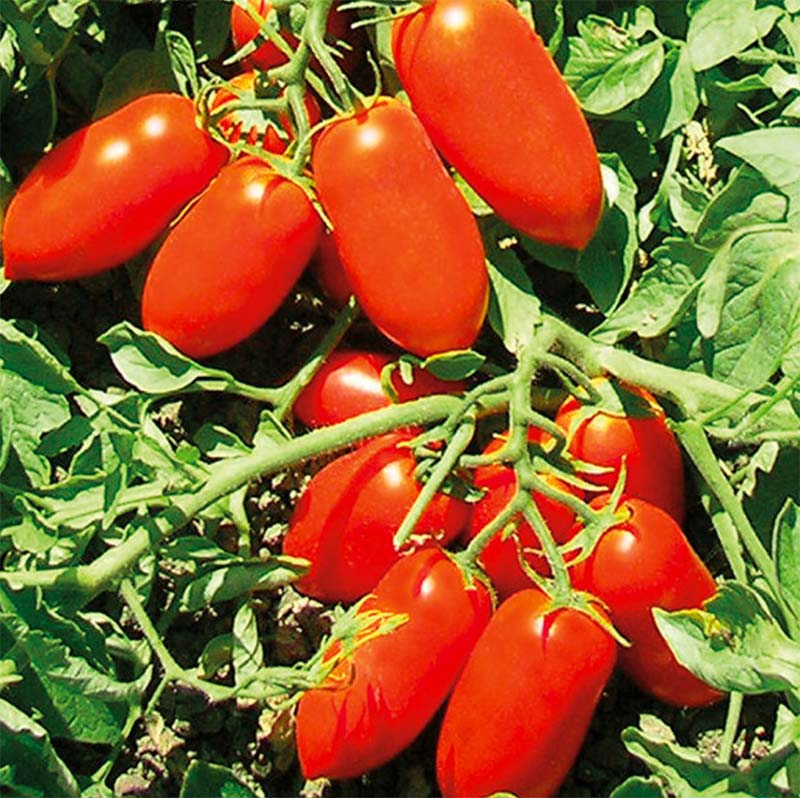 La varietà di pomodoro da industria Docet