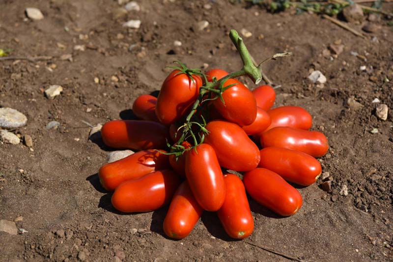 Il pomodoro da industria Eventus (TSWV)