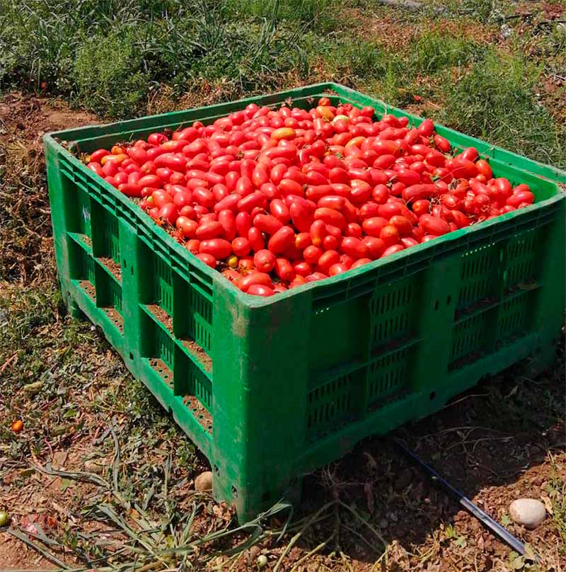 Il pomodoro da industria SV5197TP (TSWV)