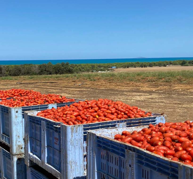 Pomodoro da industria Seminis