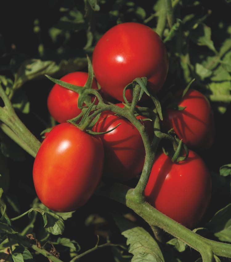 Pomodoro da industria SV8840TM