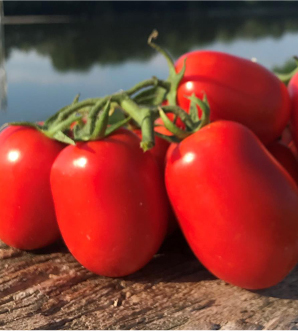 Pomodoro da industria SV8840TM