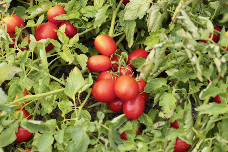 Pomodoro da industria Seminis Barrick