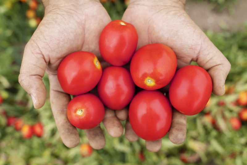 Pomodoro Seminis Barrick