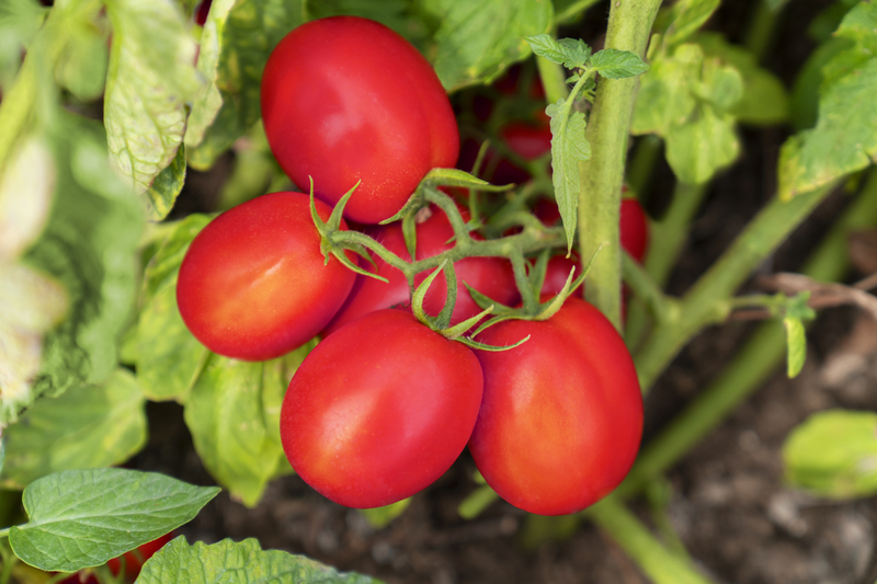 Pomodoro tondo da industria Barrick